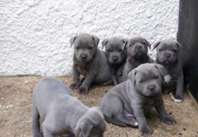 Erhältlich Pit Bull American Blue-Line Terrier Welpen 