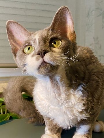 Devon Rex Mädchen mit Stammbaum – Allergikerfreundlich