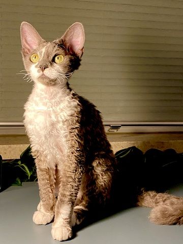 Devon Rex Mädchen mit Stammbaum – Allergikerfreundlich