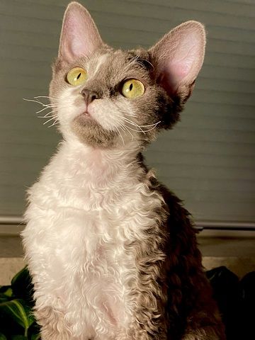 Devon Rex Mädchen mit Stammbaum – Allergikerfreundlich