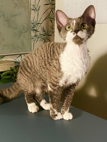 Devon Rex Mädchen mit Stammbaum – Allergikerfreundlich