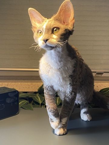 Devon Rex Mädchen mit Stammbaum – Allergikerfreundlich