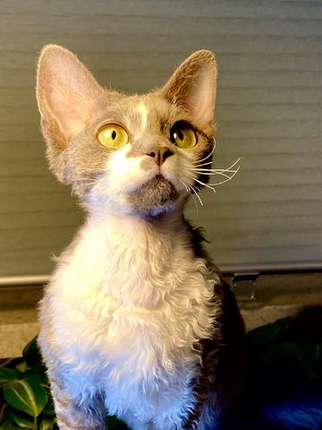 Devon Rex Mädchen mit Stammbaum – Allergikerfreundlich