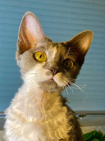 Devon Rex Mädchen mit Stammbaum – Allergikerfreundlich