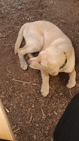Labrador Hündin