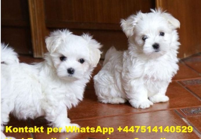 Mini Malteser welpen 