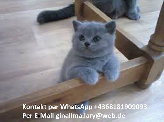 BKH KITTEN (Britisch Kurzhaar)