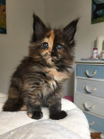 Maine Coon Kätzchen zu verkaufen