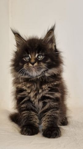 Maine Coon Kätzchen zu verkaufen