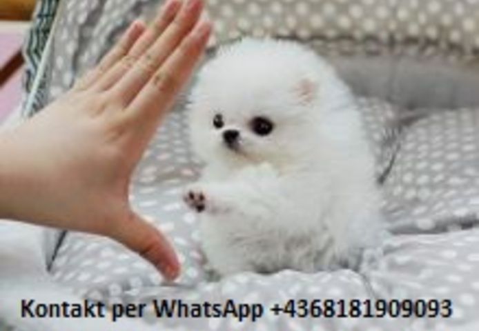 Gut aussehender pomeranian Zwergspitz