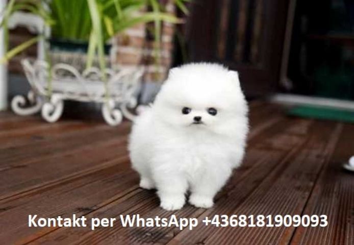 Pomeranian Zwergspitz Welpen ZUM VERSCHENKEN