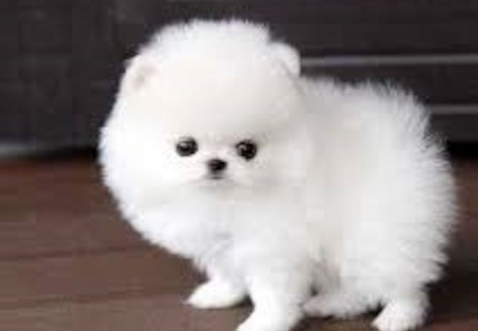 Wunderschöne Zwergspitz Pomeranian-Welpen