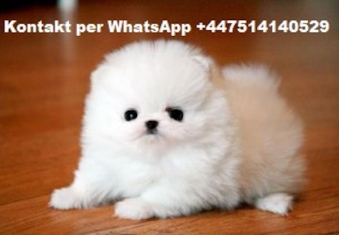 Wunderschöne Pomeranian-Welpen
