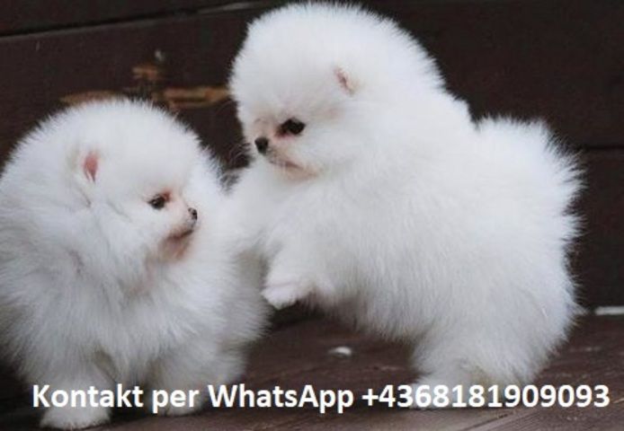 Pomeranian Zwergspitz Welpen Boo