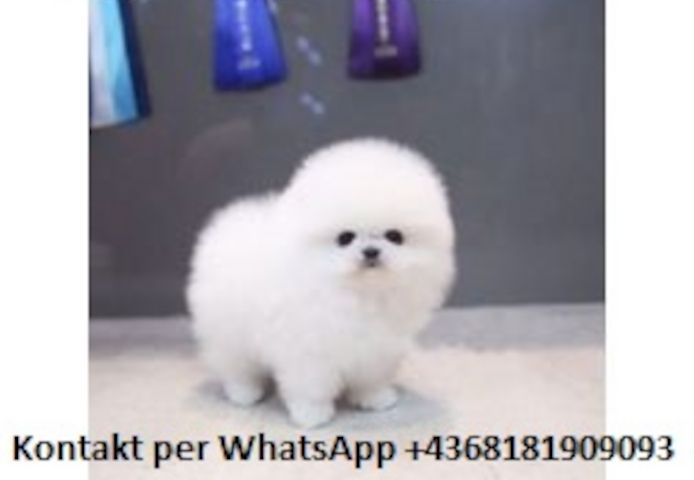 MINI ZWERGSPITZ POMERANIAN