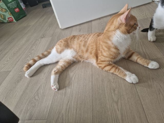 Kater