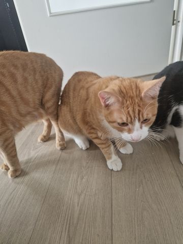 Kater