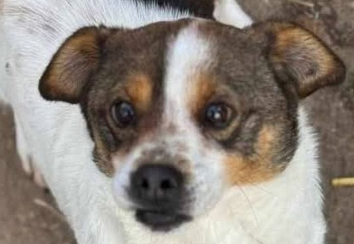Lev, a.d.Tierschutz, kleiner Anfängerhund sucht Happy-Home