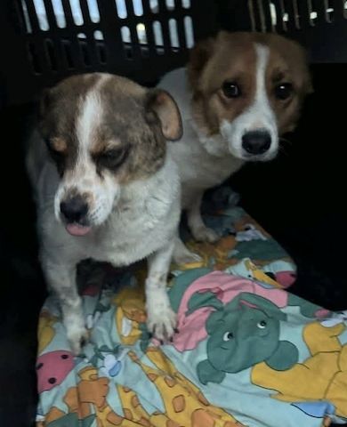 Lev, a.d.Tierschutz, kleiner Anfängerhund sucht Happy-Home