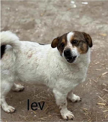 Lev, a.d.Tierschutz, kleiner Anfängerhund sucht Happy-Home