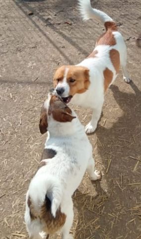 Lev, a.d.Tierschutz, kleiner Anfängerhund sucht Happy-Home