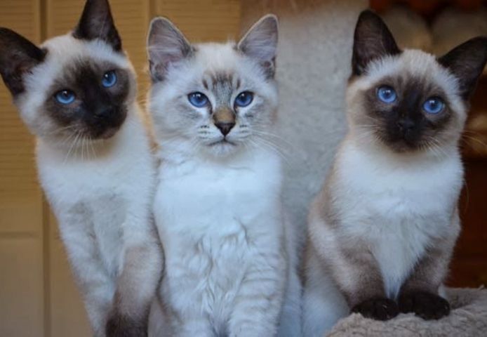 BKK mix Bombay Katzen Schwarz 2xW)