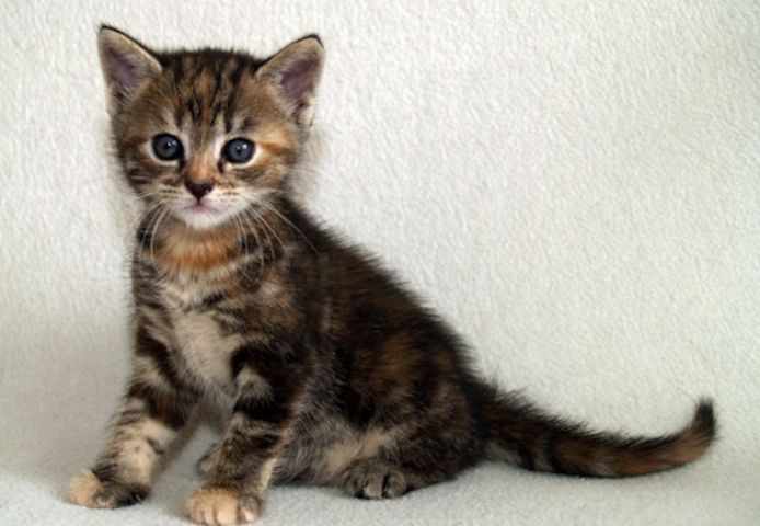 Katzen Katzenbabies Kitten