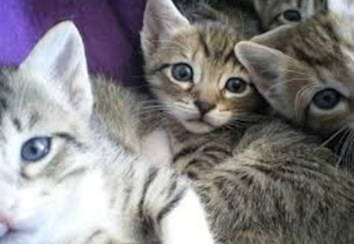 Katzen Katzenbabies Kitten