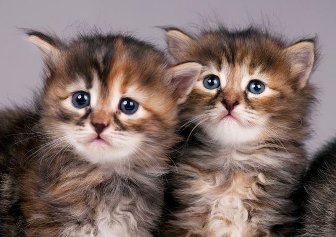 Sibirische Waldkatze/Neva Maskerade Kitten weiblich