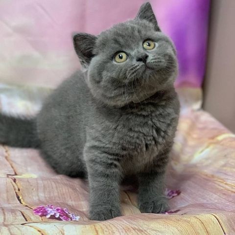 🐾 Maine Coon-Mix Kitten – zwei verschmuste Katzenmädchen suchen ein liebevolles Zuhause 🐾
