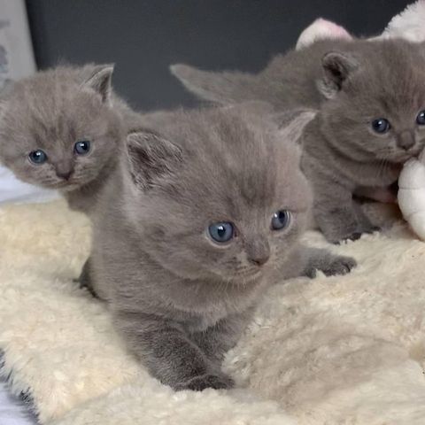 🐾 Maine Coon-Mix Kitten – zwei verschmuste Katzenmädchen suchen ein liebevolles Zuhause 🐾