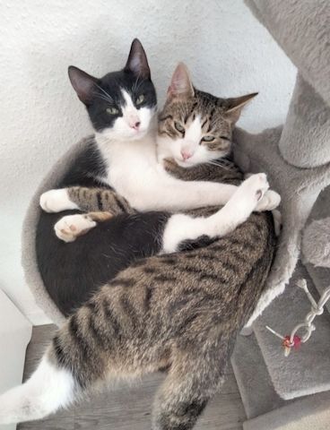 2 Kater-Brüder suchen ihr zu Hause