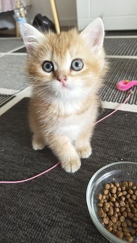 Britisch Kurzhaar Babykatzen - ab 5. Juli bereit für ein neues Zuhause