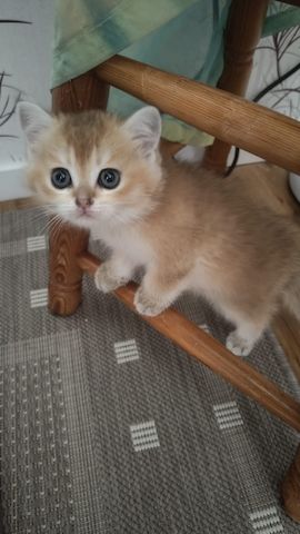 Britisch Kurzhaar Babykatzen - ab 5. Juli bereit für ein neues Zuhause