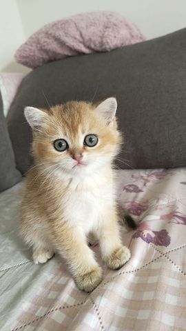 Britisch Kurzhaar Babykatzen - ab 5. Juli bereit für ein neues Zuhause