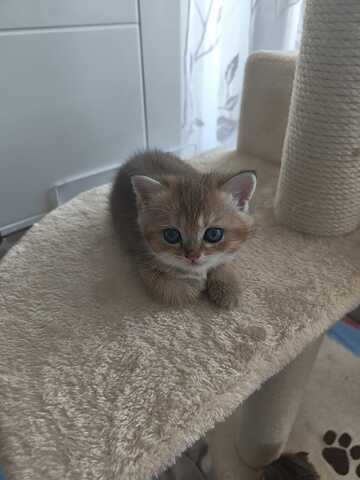 Britisch Kurzhaar Babykatzen - ab 5. Juli bereit für ein neues Zuhause