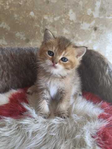 Britisch Kurzhaar Babykatzen - ab 5. Juli bereit für ein neues Zuhause