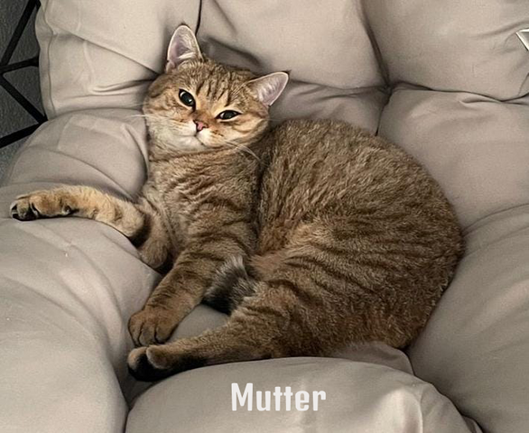 Britisch Kurzhaar Babykatzen - ab 5. Juli bereit für ein neues Zuhause