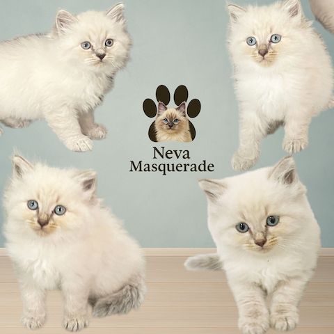 Neva Masquerade Kitten Reinrassig & Gesund 3 Männchen, 1 Weibchen