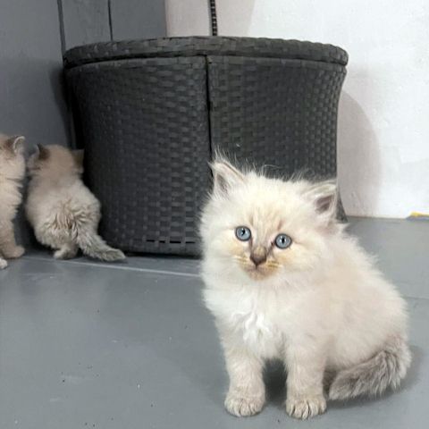 Neva Masquerade Kitten Reinrassig & Gesund 3 Männchen, 1 Weibchen