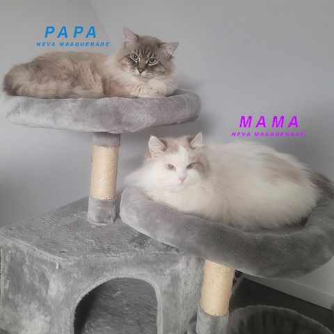 Neva Masquerade Kitten Reinrassig & Gesund 3 Männchen, 1 Weibchen