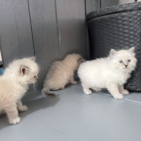 Neva Masquerade Kitten Reinrassig & Gesund 3 Männchen, 1 Weibchen