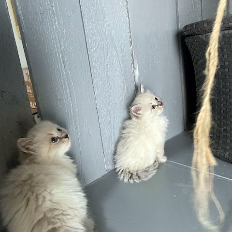 Neva Masquerade Kitten Reinrassig & Gesund 3 Männchen, 1 Weibchen