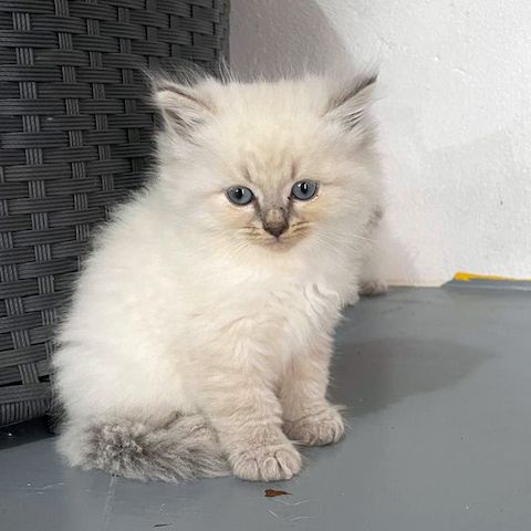Neva Masquerade Kitten Reinrassig & Gesund 3 Männchen, 1 Weibchen