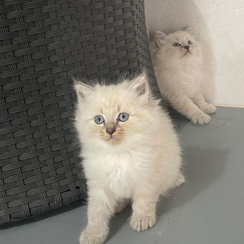 Neva Masquerade Kitten Reinrassig & Gesund 3 Männchen, 1 Weibchen