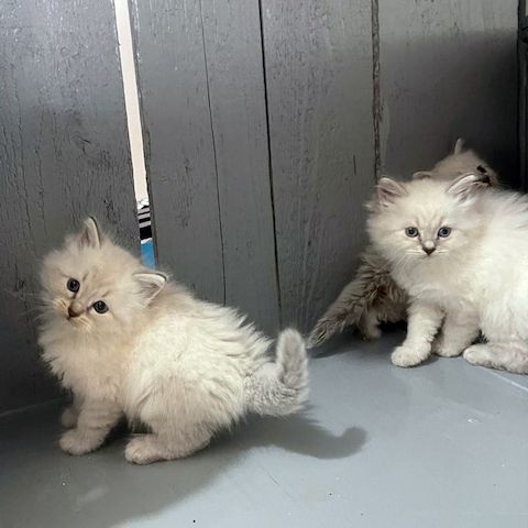 Neva Masquerade Kitten Reinrassig & Gesund 3 Männchen, 1 Weibchen