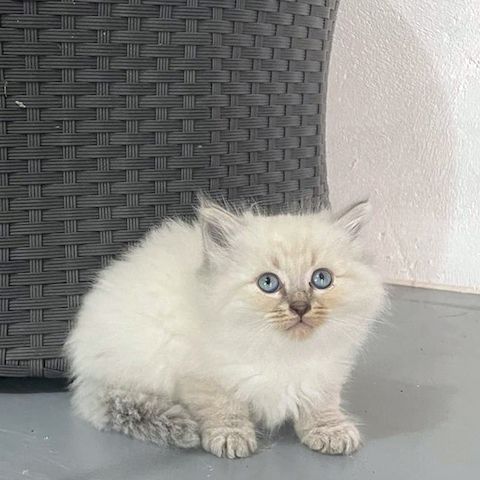 Neva Masquerade Kitten Reinrassig & Gesund 3 Männchen, 1 Weibchen