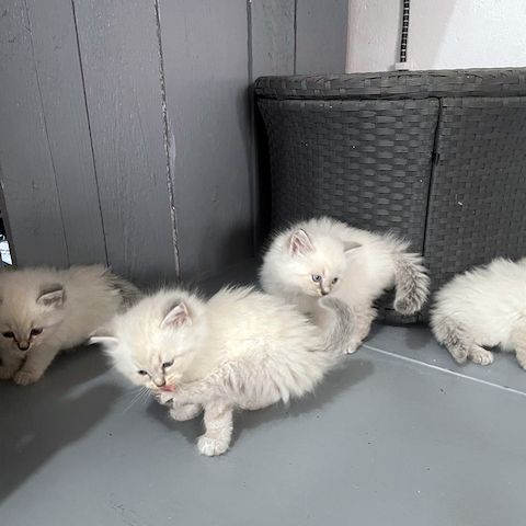 Neva Masquerade Kitten Reinrassig & Gesund 3 Männchen, 1 Weibchen