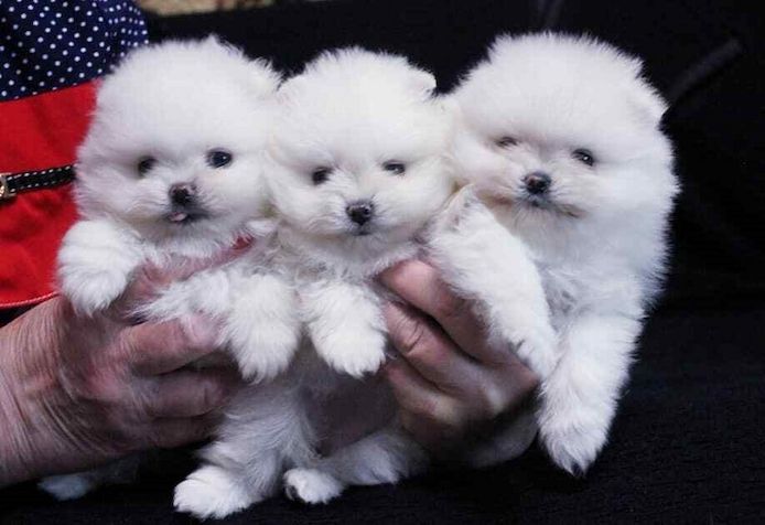 Pomeranian Zwergspitz Welpen