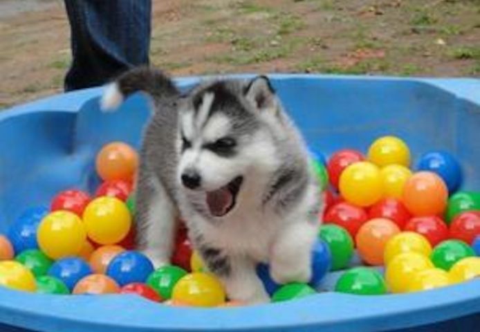 Siberian Husky-Welpen